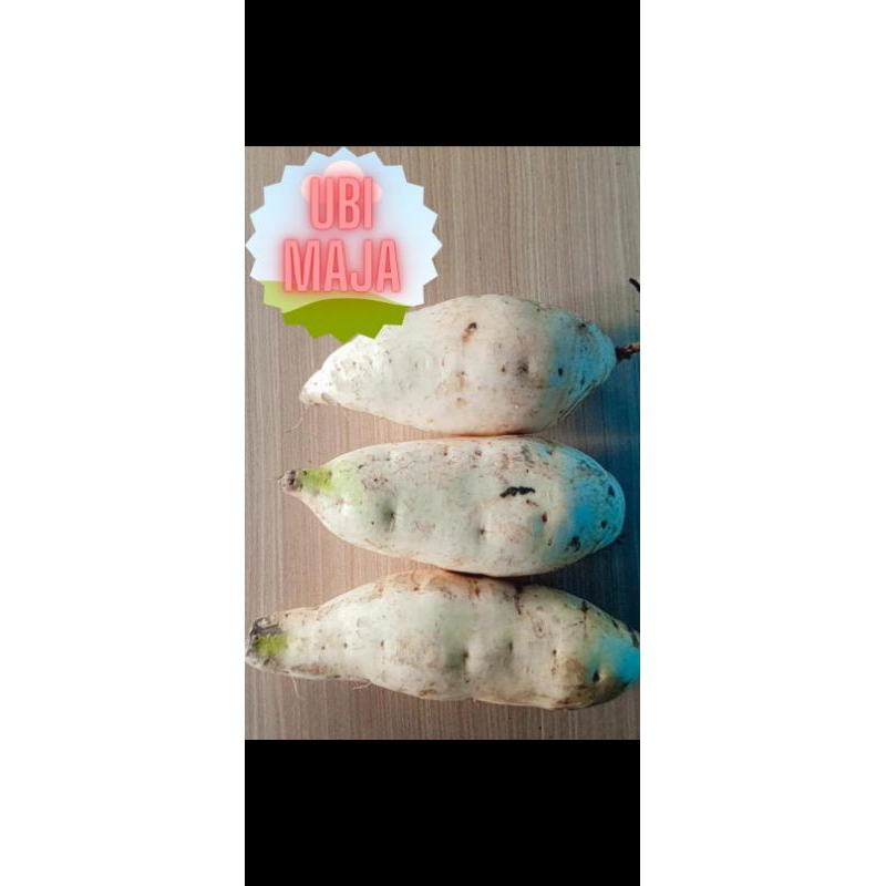 

UBI MAJA (UBI JALAR)