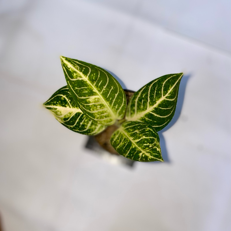 Aglaonema Pride Of Sumatra white