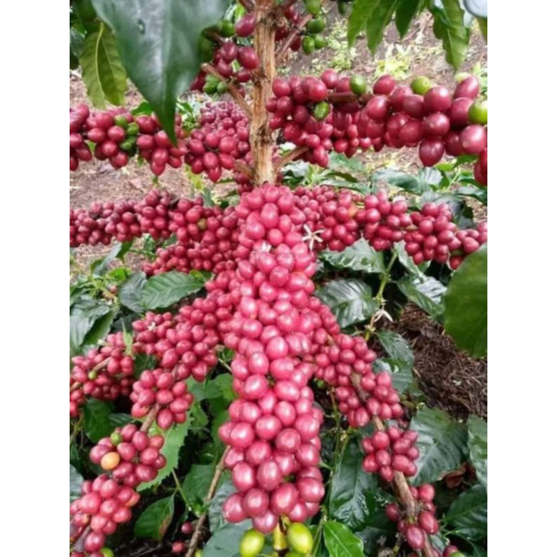 

seeds asli super/ateng super unggul