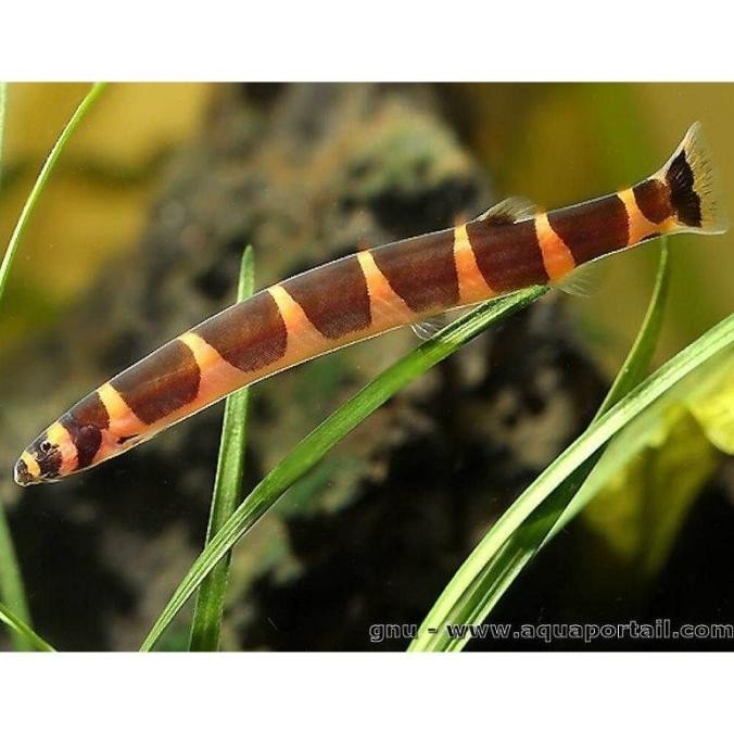 KUHLI LOACH ikan algaeater ikan kuhli loach kulilot