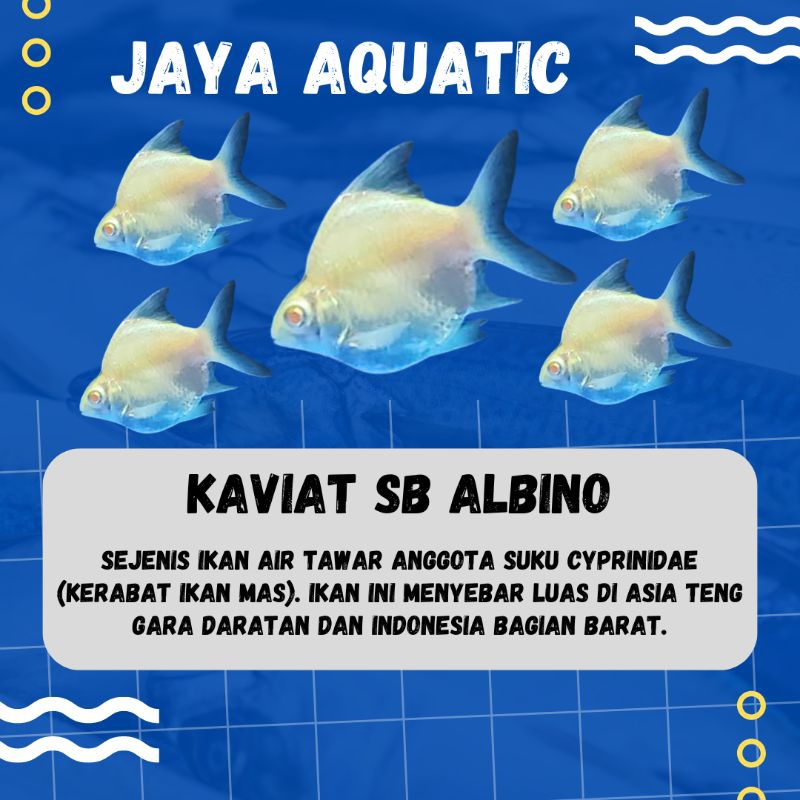 Kaviat albino SB king 6-7 cm hiasan aquarium