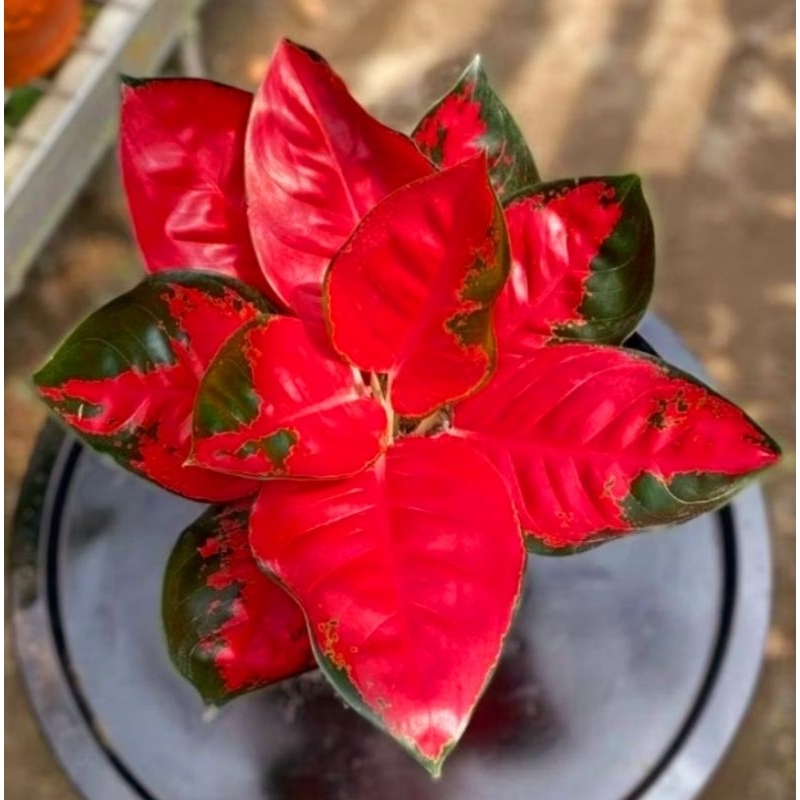 ( BISA COD ) Aglonema Suksom Mutasi Belang Merah Mutasi Tanaman Hias Aglonema Aglaonema Suksom Mutas