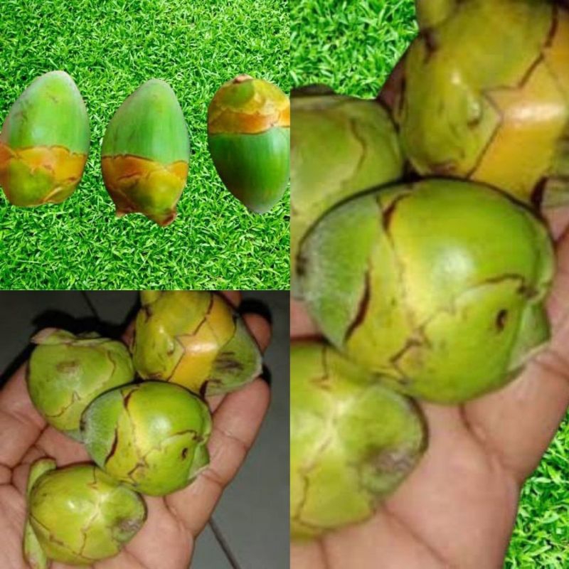 

Garansi Asli.! Beluluk Kelapa, Buruluk Kelapa,