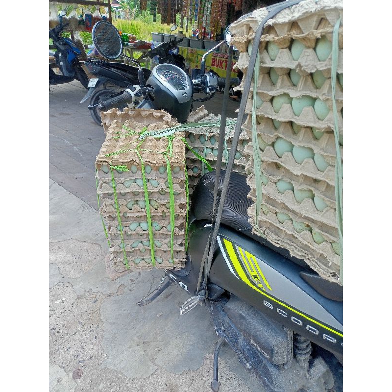 

telur itik segar