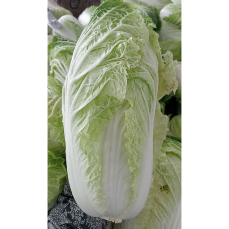 

Sawi putih | Sawi | Sayur sawi fresh