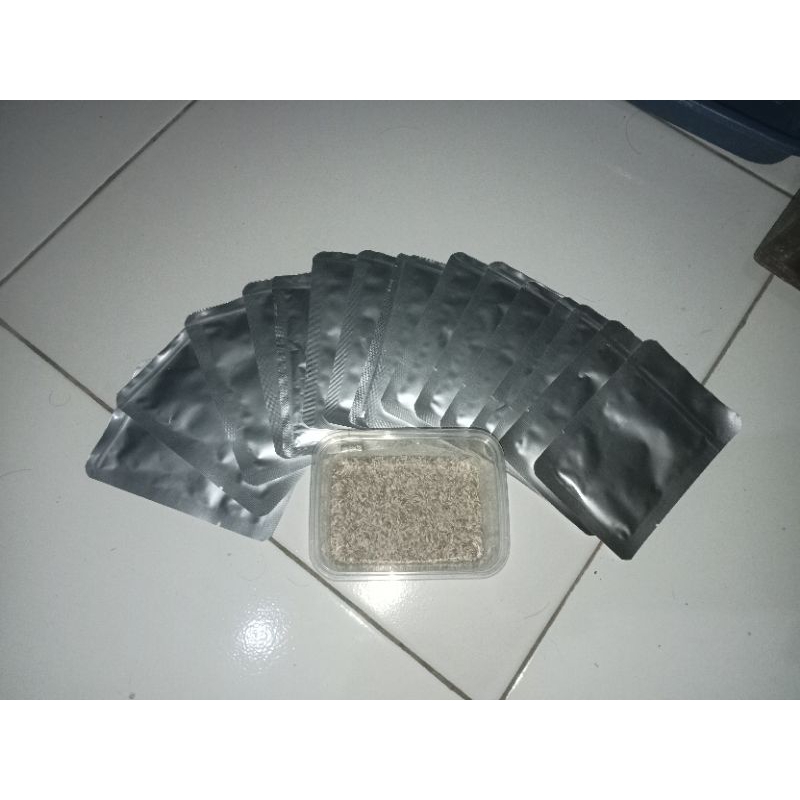 benih selada caipira f2