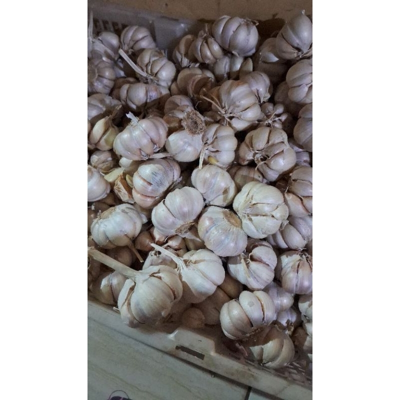 

bawang putih setengah kg