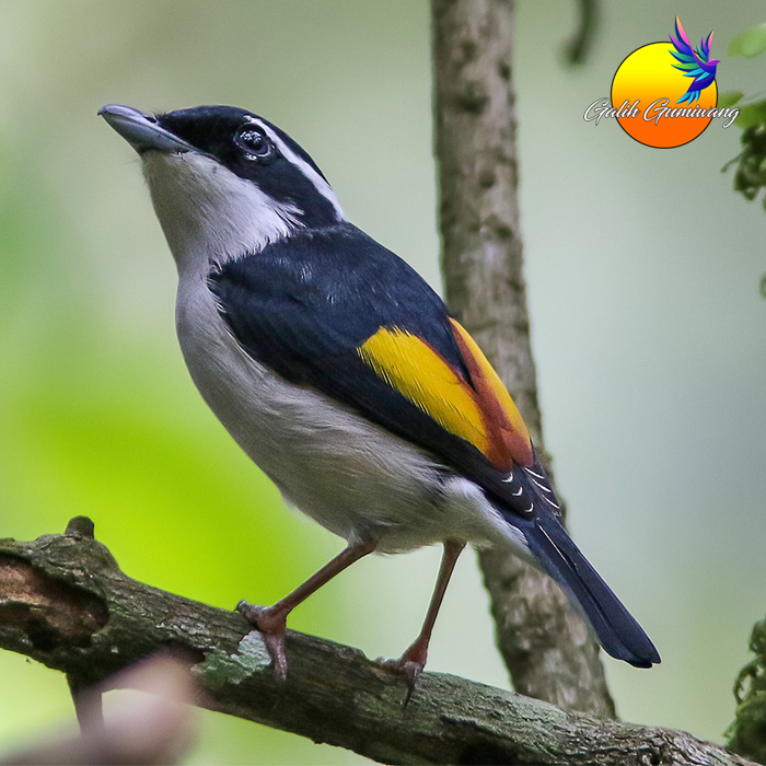 Burung Pentet Cendet Kembang Jantan