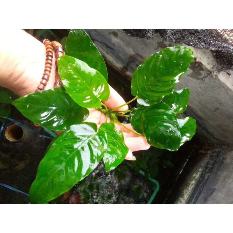 anubias Nana jumbo tanaman aquascape