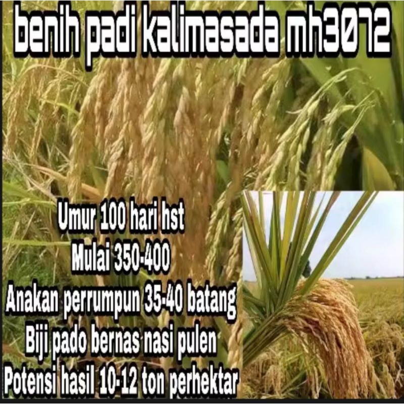 BENIH BIBIT PADI KALIMASADA MH3072 PREMIUM UNGGUL 1KG