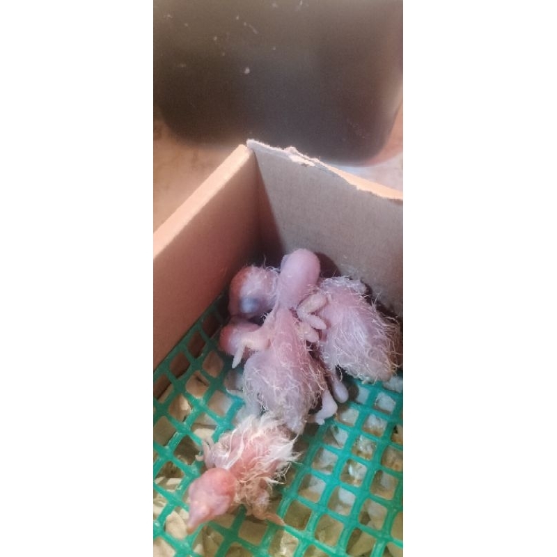 lolohan small conure dari indukan YSC X PINEAPPLE