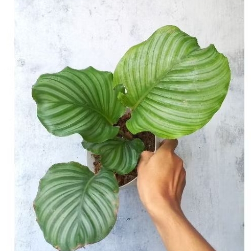 Calathea Orbifolia Geoppertia Orbifolia