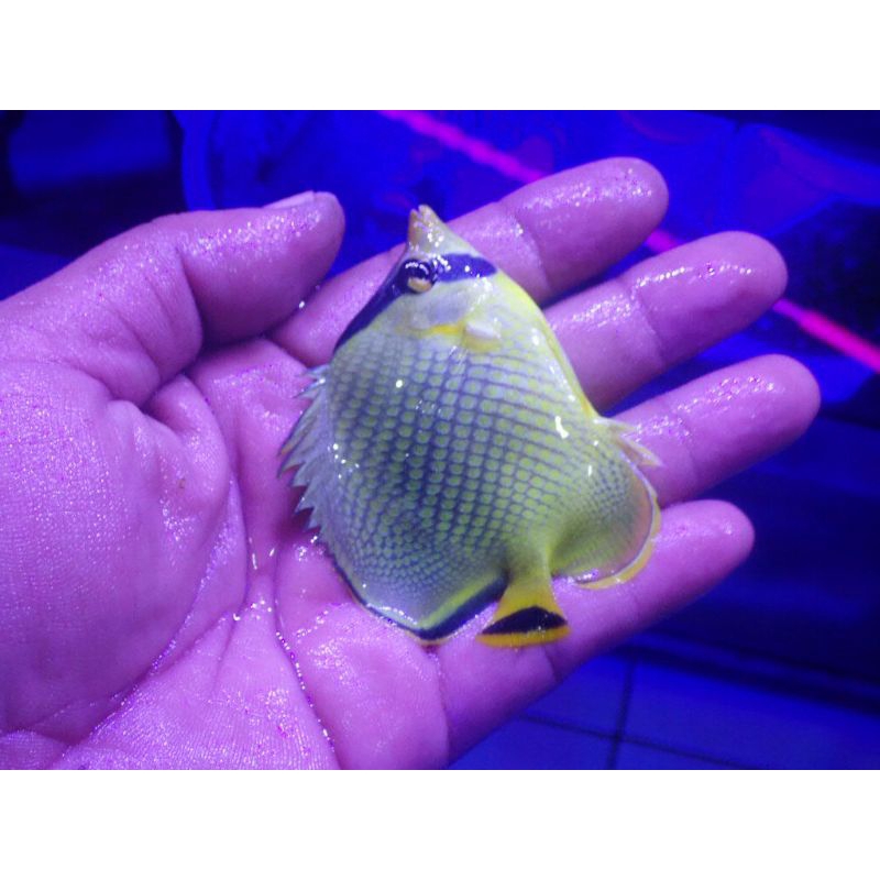 ikan hias air laut kepe nanas