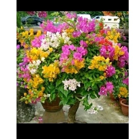 tanaman hias bugenvil 3 warna - bugenvil 3 warna
