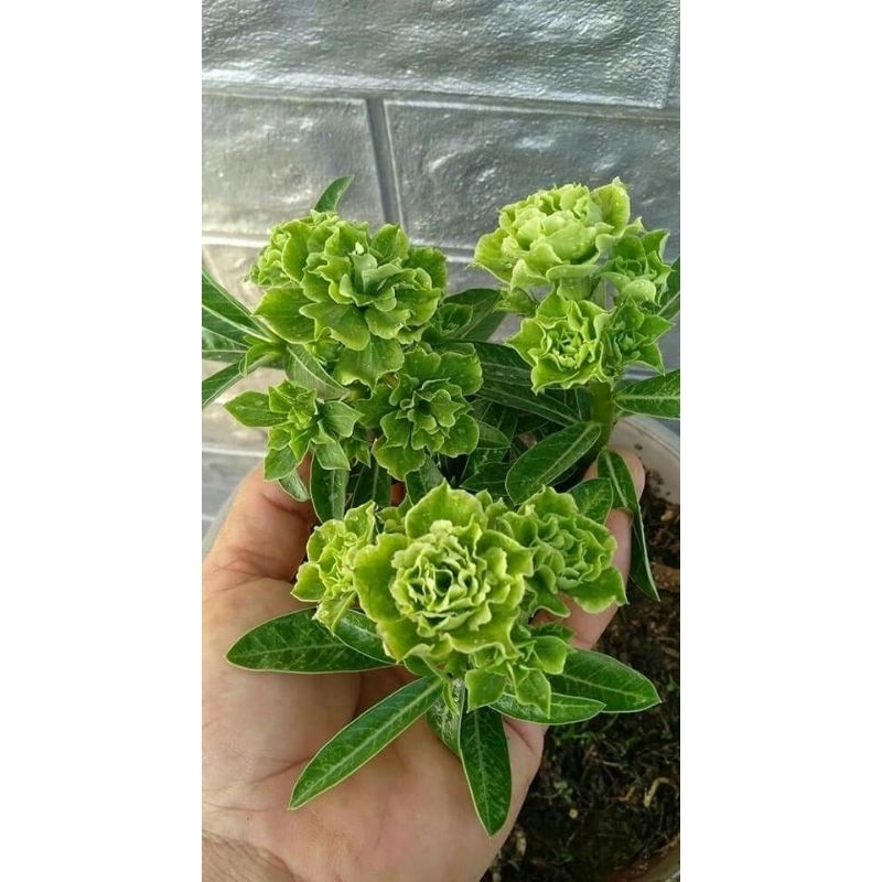 Promo Murah COD bonsai adenium bunga  hijau bunga tumpuk - adenium bunga hijau - bonsai adenium