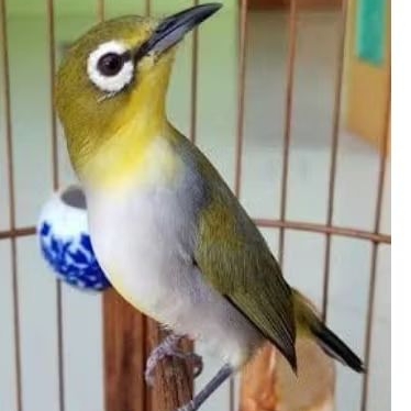 pleci bustomi gunkar  pilihan jantan ngriwik