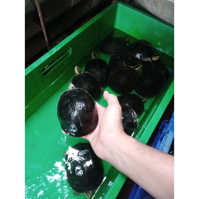 Ambon batok medium 11-14cm FREE PELET