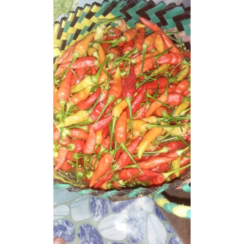 

cabai rawit segar
