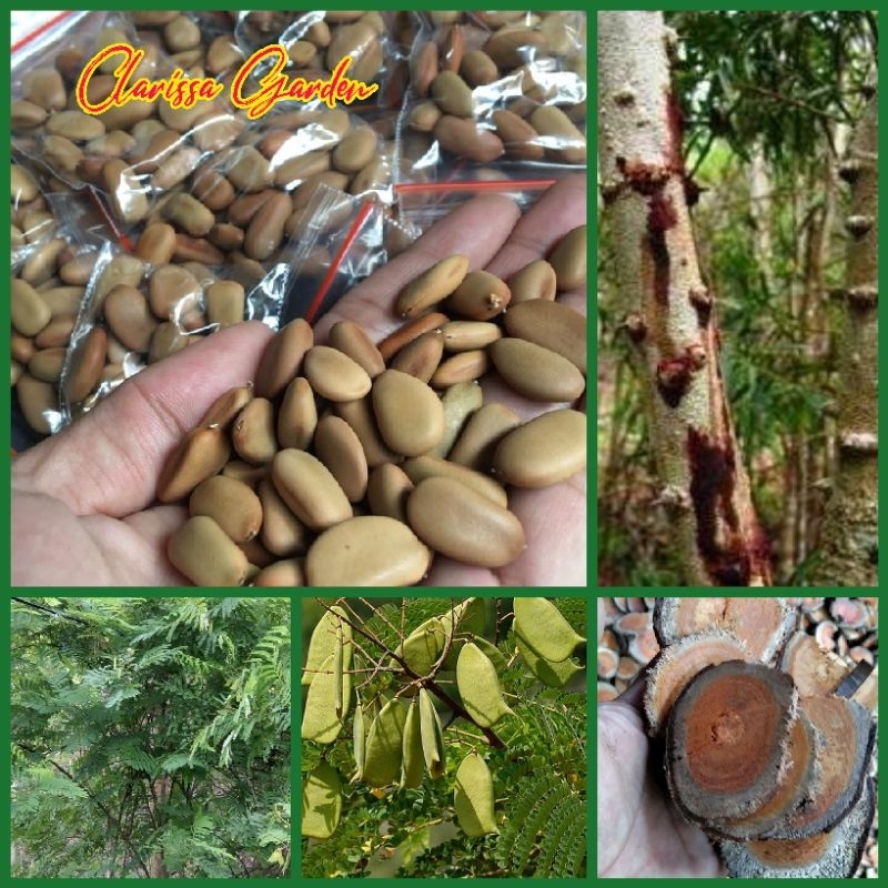 25 BUTIR BIJI/BENIH POHON KAYU SECANG KUALITAS SUPER
