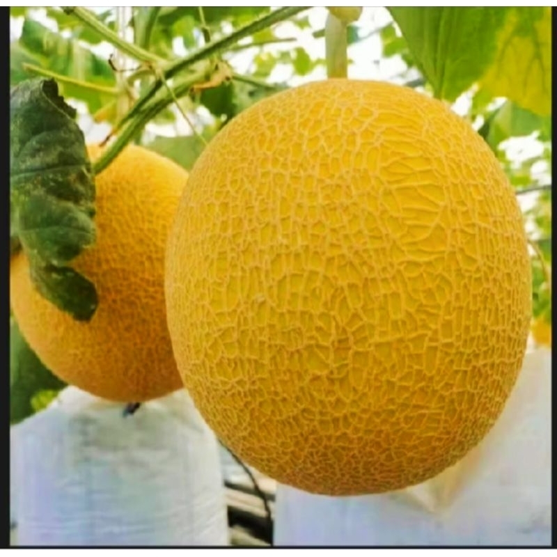 200 BENIH MELON INTANON SUPER MANIS