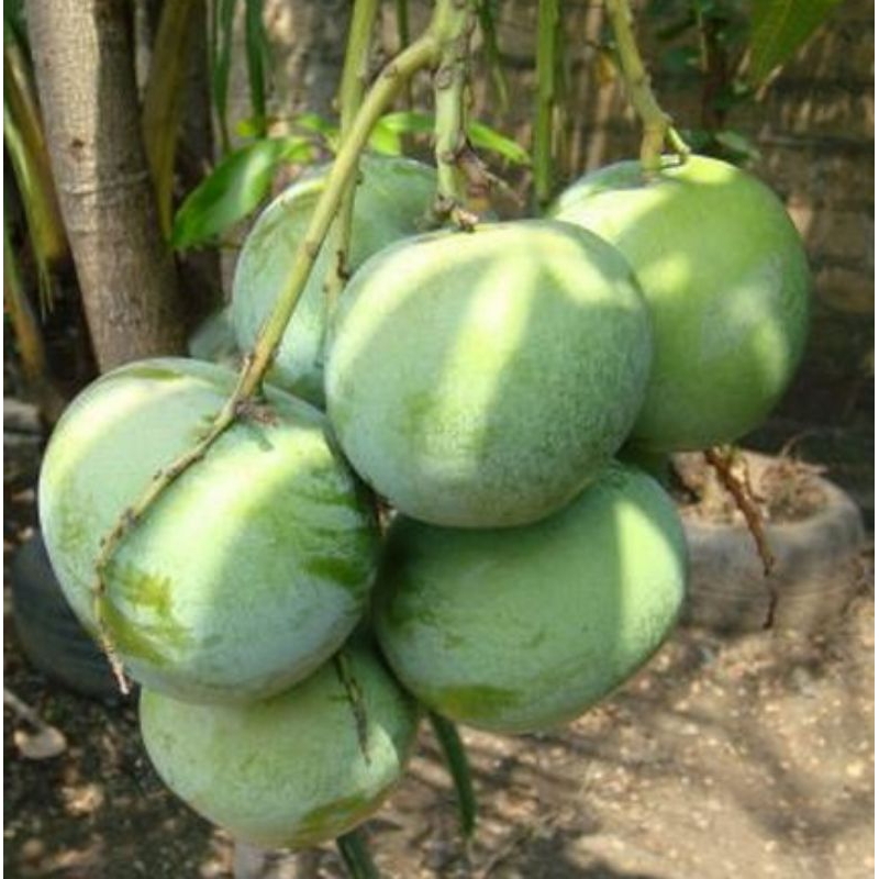 

Mangga Apel Muda | 1 Kg