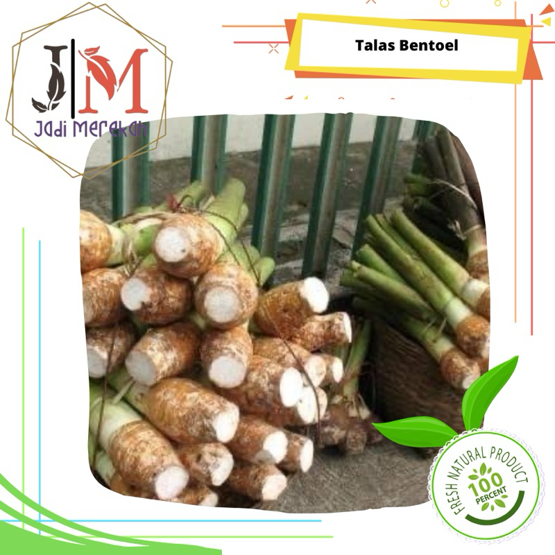 

[JM_SoFresh] Talas Bentoel / Talas Bogor