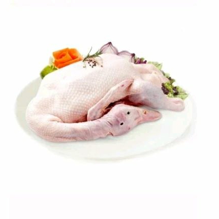 

BEBEK MENTAH EKORAN