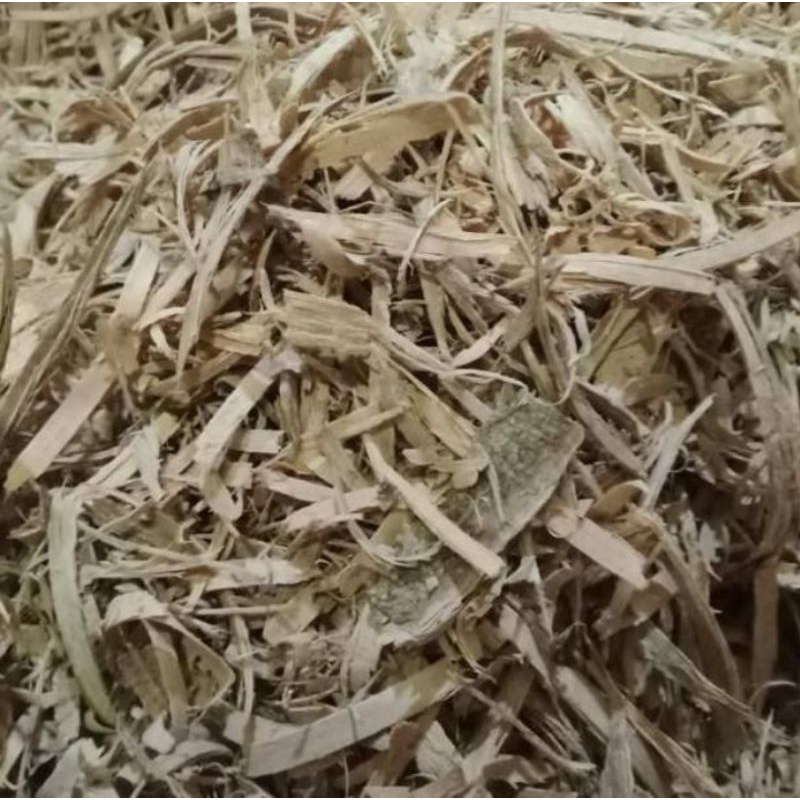 

Doro Putih 1kg - Bidara Laut - Widoro Laut - Kayu Ular Premium