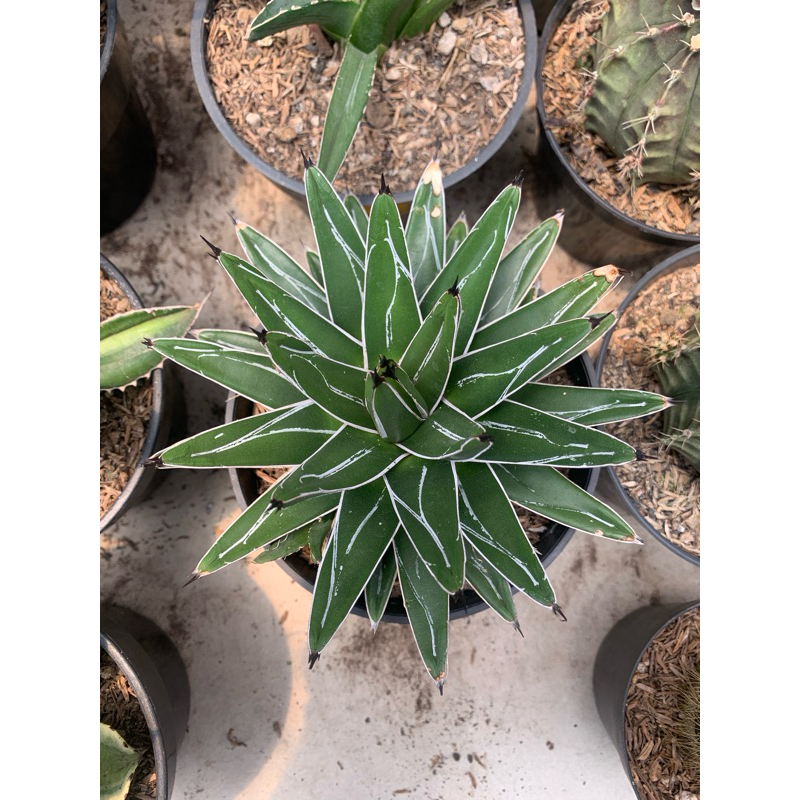Tanaman hias agave victoria reginae