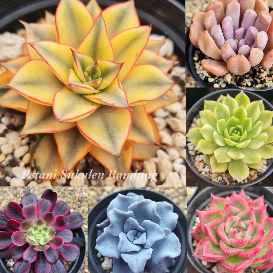 Miliki sekarang SUKULEN KAKTUS PREMIUM IMPORT PILIH sekulen skulen GRATIS POT hiasan cactus Tanaman 
