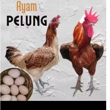 telur ayam pelung full jumbo ori siap ditetaskan