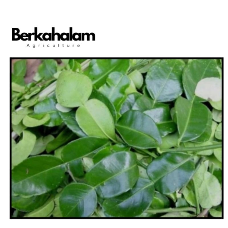 

Daun Jeruk 50 gr