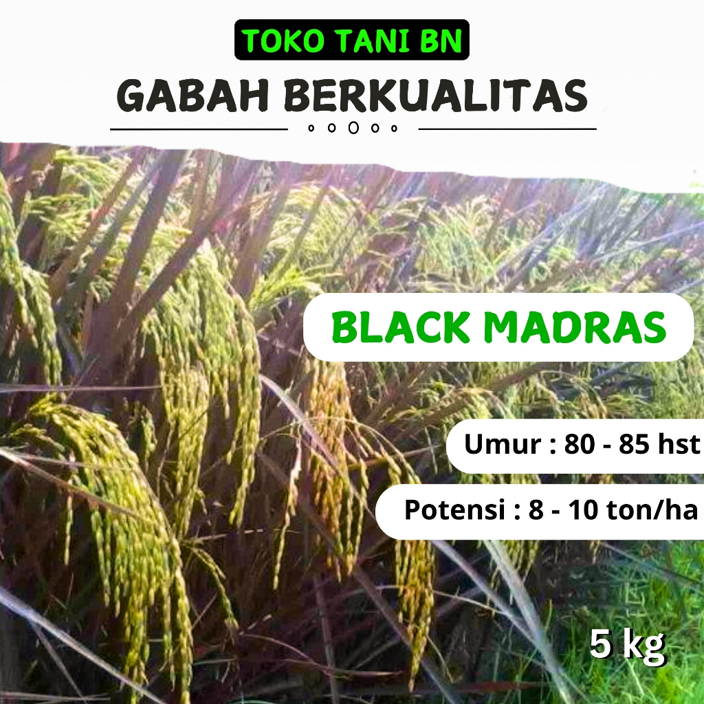 

Benih Padi Black Madras 5 kg Padi Ungu