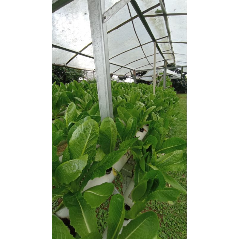 

Sayuran Hidroponik Selada Romaine/cos lettuce (Lactuca sativa L. var. longifolia)