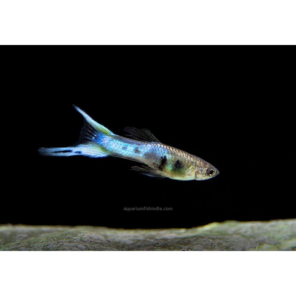 Guppy Japan Blue Double Sword