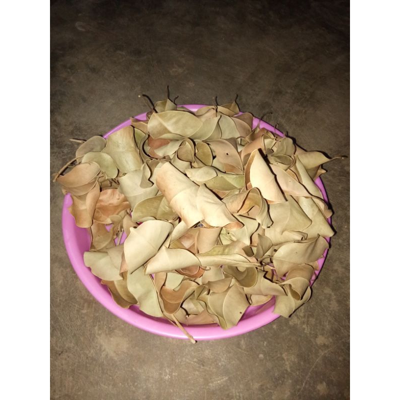 

daun juwet kering