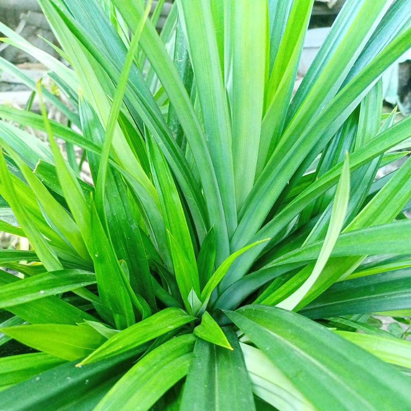 

Daun Pandan