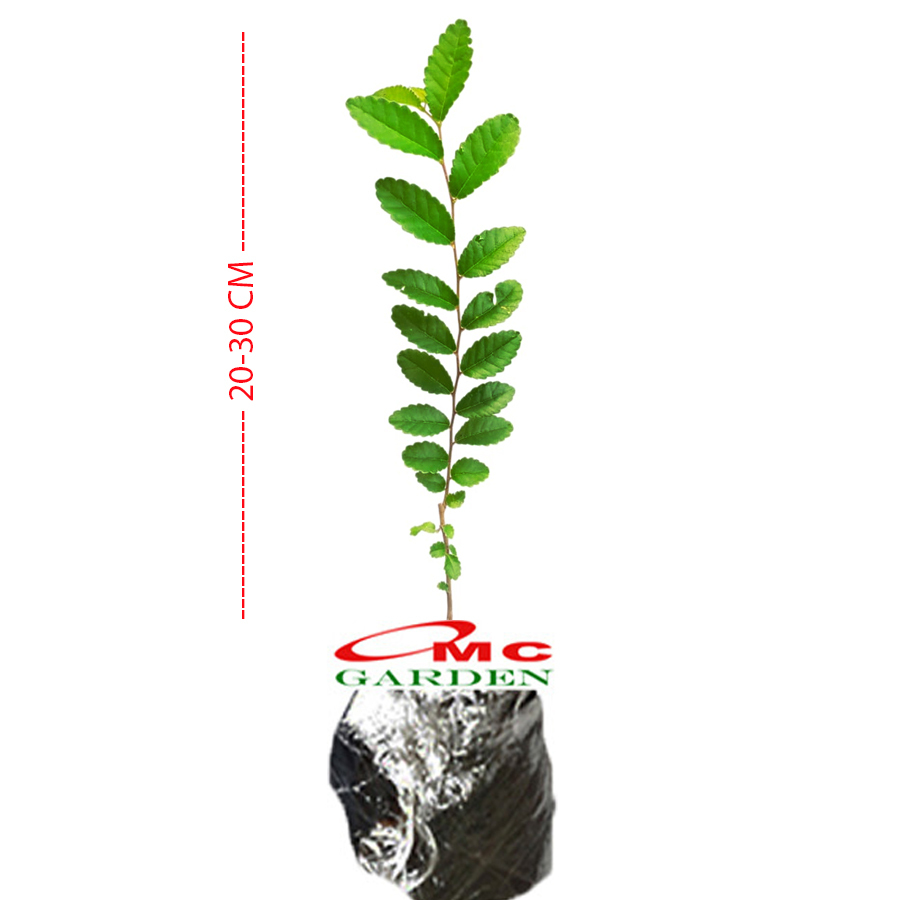 Tanaman Bibit Ulmus Micro Bahan Bonsain Ulmus Mikro Elm Cina 2030
