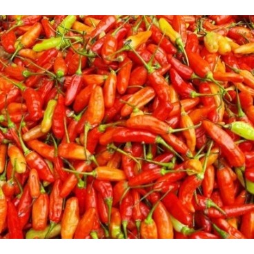 

Cabe Domba Super Pedas | Pedas Nampol, Sensasi Membara! | 250 Gram | 500 Gram | 1 Gg