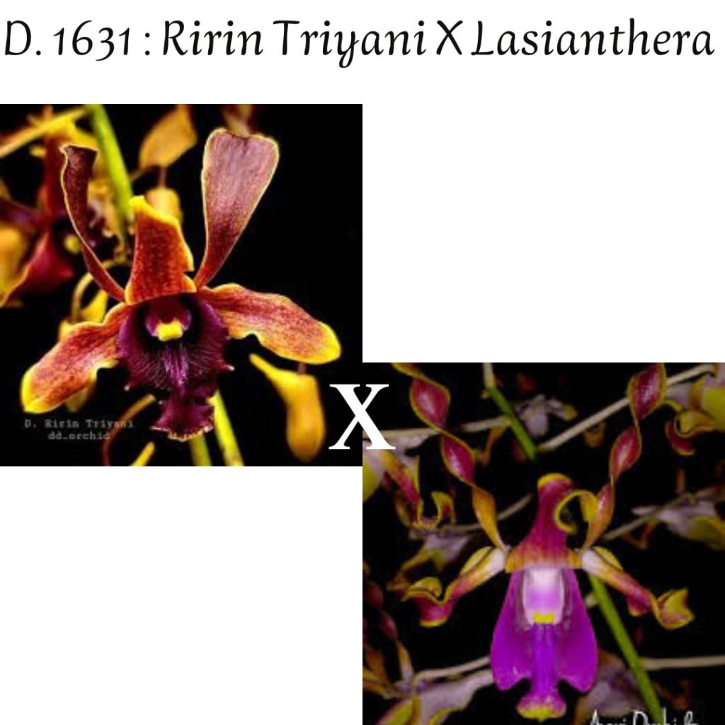 Anggrek dendrobium ririn triyani x lasianthera kondisi pra dewasa