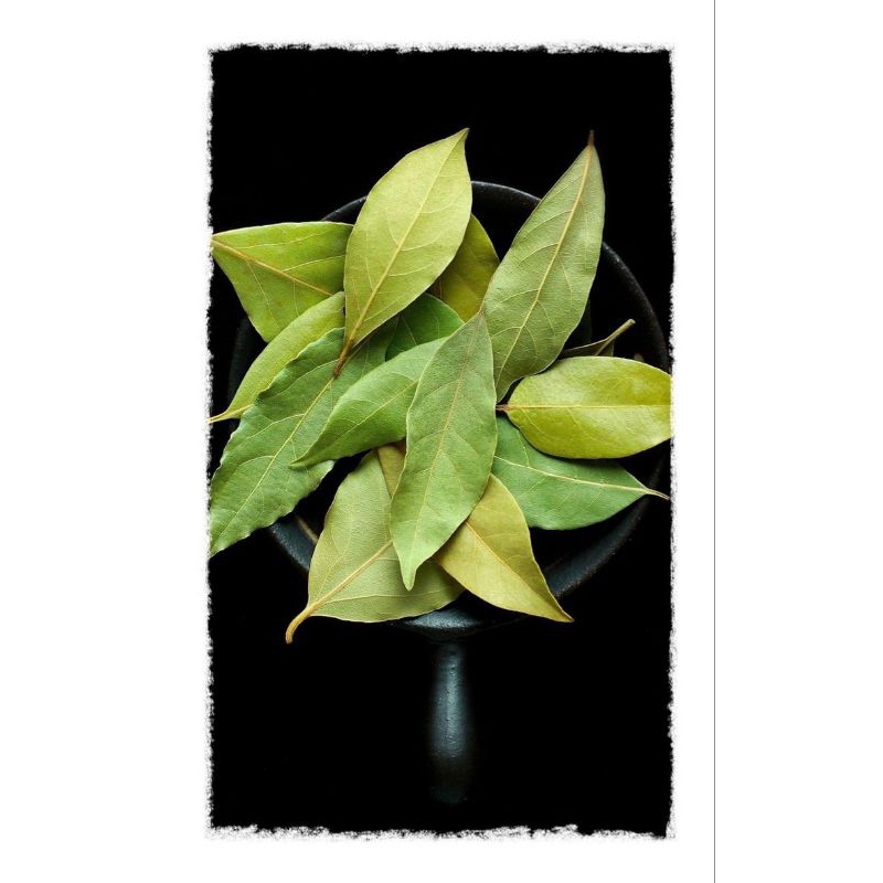 

Daun Salam Segar Perikat