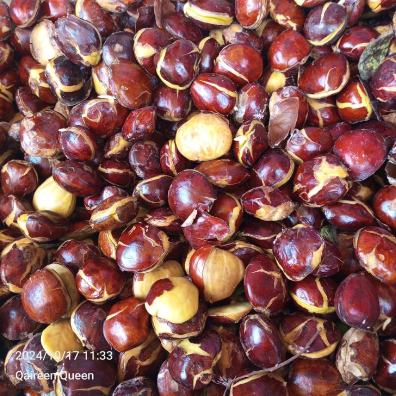

jengkol /sepi tua/ jariang/ lubi/ blandingan