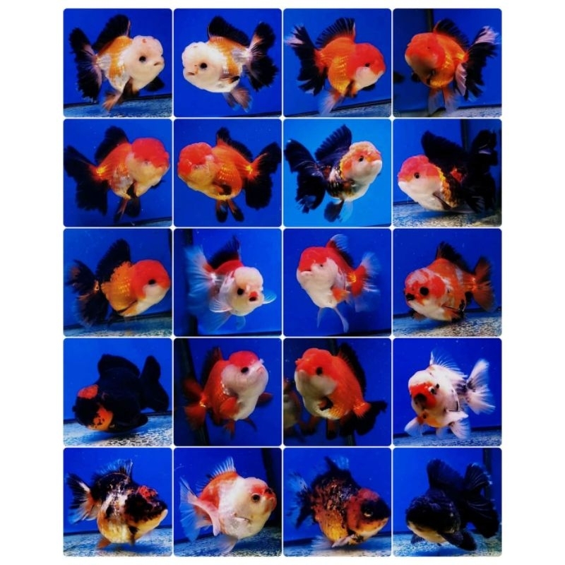 BENIH MAS KOKI ORANDA PANDA TRIKOLOR RW PANCAWARNA ISI 40