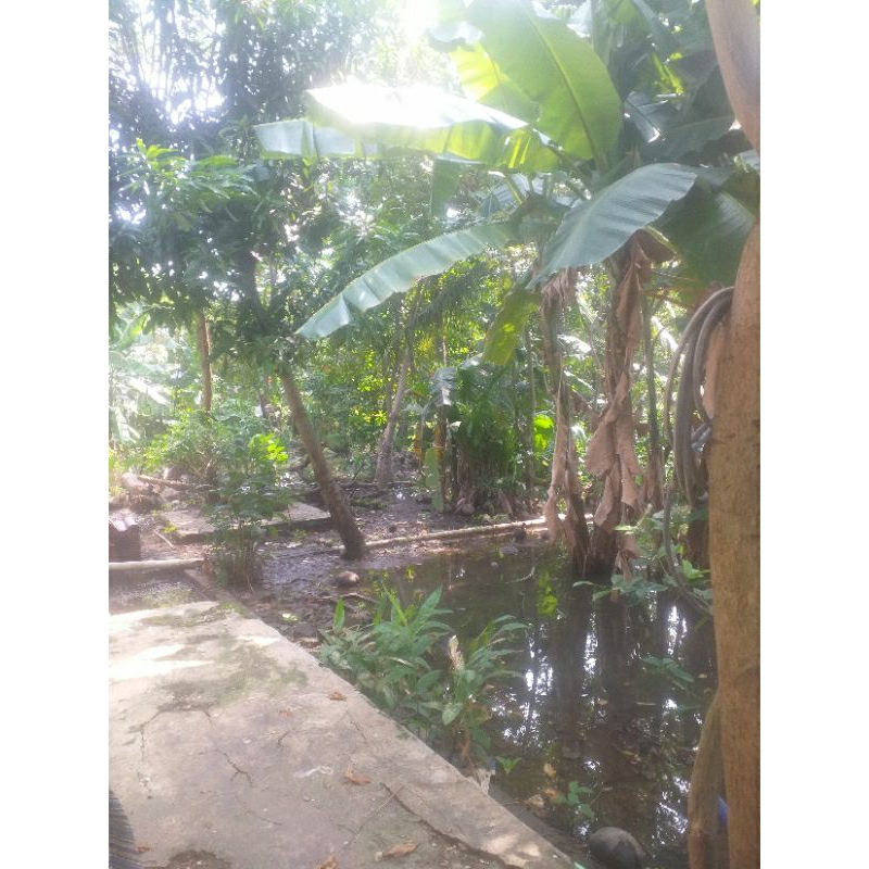 

Daun Pandan Wangi