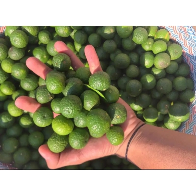 

buah jeruk limo pres&seger alami 1kg