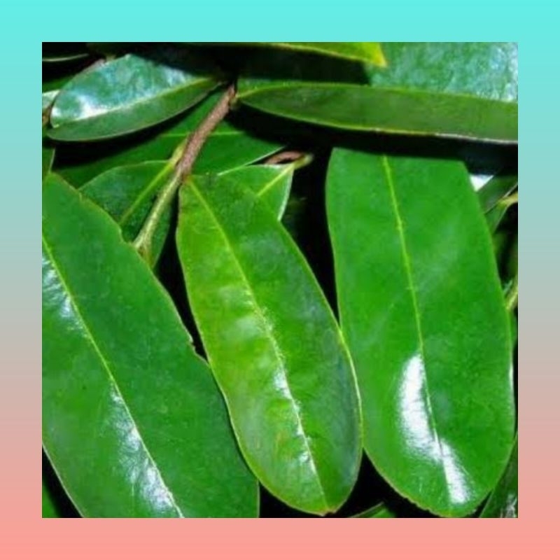 

Daun sirsak 100 lembar | Daun sirsak segar | Daun sirsak obat herbal | Daun sirsak petik langsung | Daun sirsak alami fresh