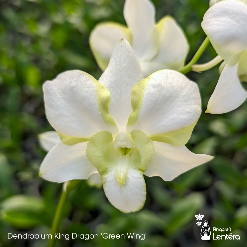 Dendrobium Jumbo Plant Dewasa