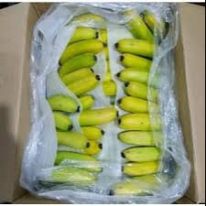 

pisang Cavendish