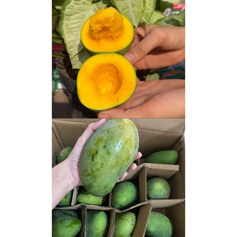

Mangga Alpukat