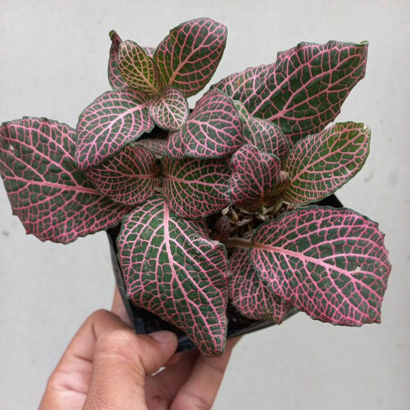 Tanaman hias Fittonia Albivenis - Fittonia Verschaffelti  - Fittonia Pink - Fittonia Merah